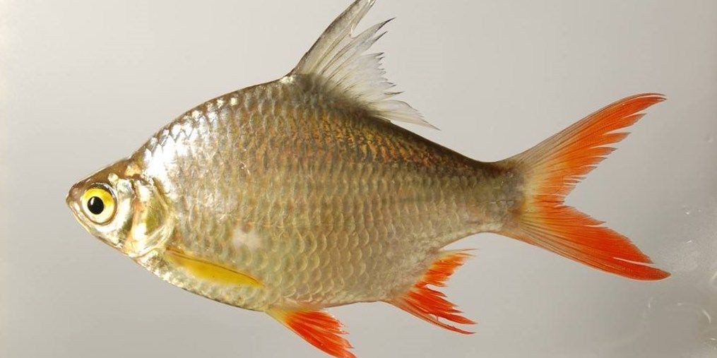 雙線側(cè)魚(yú)：雙線側(cè)魚(yú)是一種在淡水河流中常見(jiàn)的水生動(dòng)物 雙線側(cè)魚(yú)：雙線側(cè)魚(yú)是一種在淡水河流中常見(jiàn)的水生動(dòng)物 雙線側(cè)魚(yú)