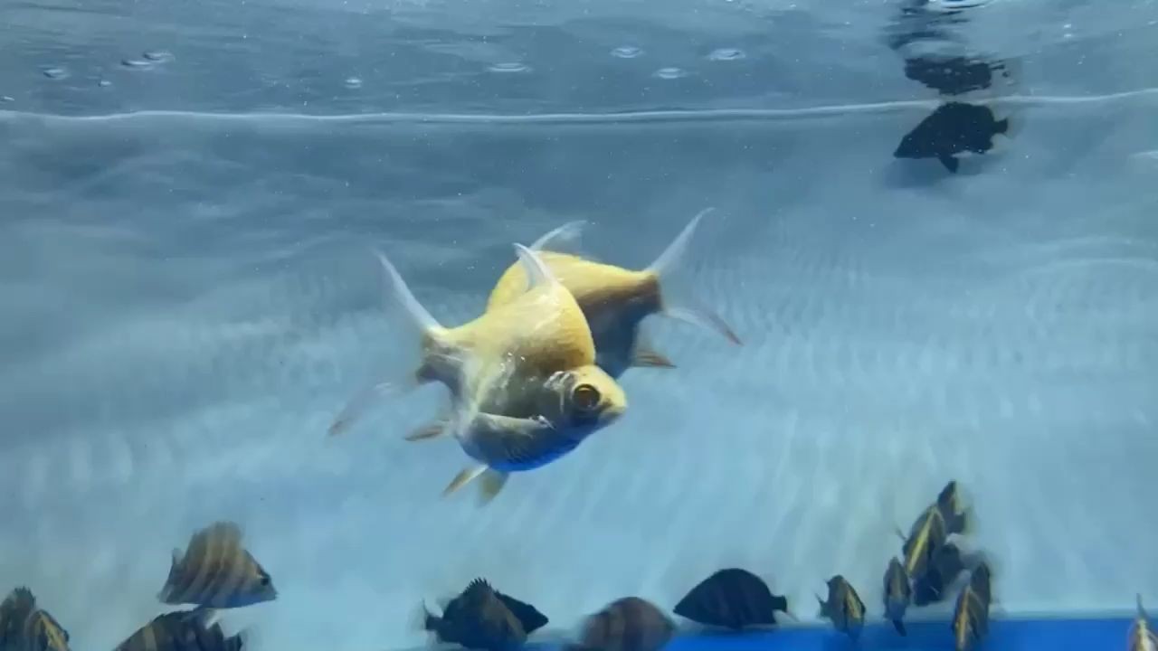 [2025]元寶泰國雪鯽：元寶泰國雪鯽是一種熱帶觀賞魚，對(duì)水質(zhì)的要求不高