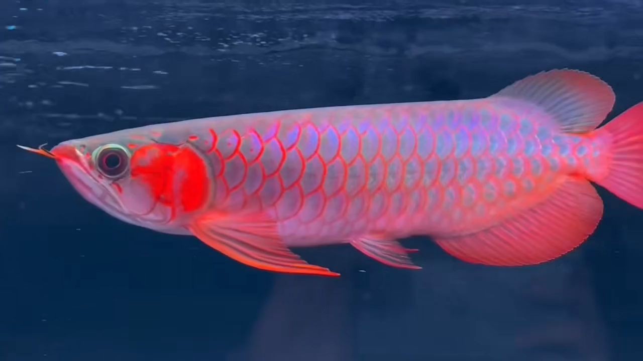 30公分白玉紅龍魚:30公分白玉紅龍魚的養護方法以及養殖注意事項 30公分白玉紅龍魚:30公分白玉紅龍魚的養護方法以及養殖注意事項