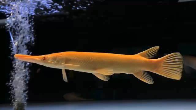 皇家幽靈紅眼白子火箭魚：皇家幽靈紅眼白子火箭魚增添神秘感，避免被捕食者發現