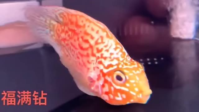 美噠噠福滿鉆魚：美噠噠福滿鉆魚是一款以中國為主題設(shè)計(jì)的珠寶產(chǎn)品 美噠噠福滿鉆魚：美噠噠福滿鉆魚是一款以中國為主題設(shè)計(jì)的珠寶產(chǎn)品 福滿鉆魚