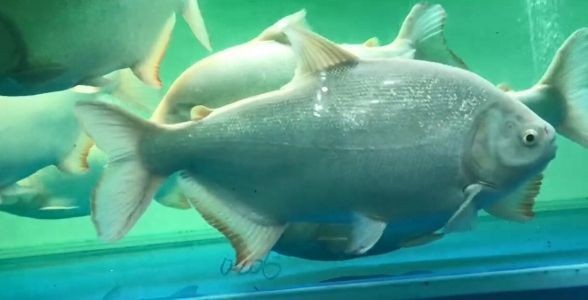 45-50cm超大白子銀版魚，水族界的巨無霸，奢華觀賞的極致體驗，45-50cm超大白子銀版魚，水族箱中的奢華巨無霸，打造極致觀賞體驗，45-50cm超大白子銀版魚，水族箱中的奢華巨無霸，盡享極致觀賞體驗 45-50cm超大白子銀版魚，水族界的巨無霸，奢華觀賞的極致體驗，45-50cm超大白子銀版魚，水族箱中的奢華巨無霸，打造極致觀賞體驗，45-50cm超大白子銀版魚，水族箱中的奢華巨無霸，盡享極致觀賞體驗 白子銀版魚