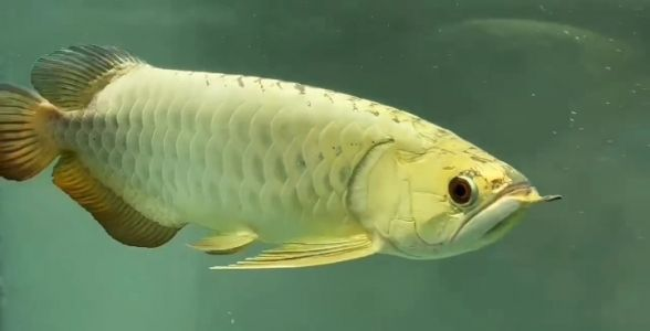 全盔金頭過背魚與巧克力過背金龍魚：水族界的至尊珍品，探尋最貴金龍魚的奢華與獨特