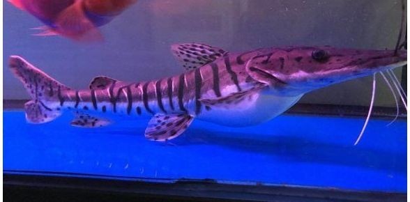 鴨嘴鯊魚：淡水中的奇特生物，探索其獨特魅力與飼養(yǎng)之道 鴨嘴鯊魚：淡水中的奇特生物，探索其獨特魅力與飼養(yǎng)之道 鴨嘴鯊魚