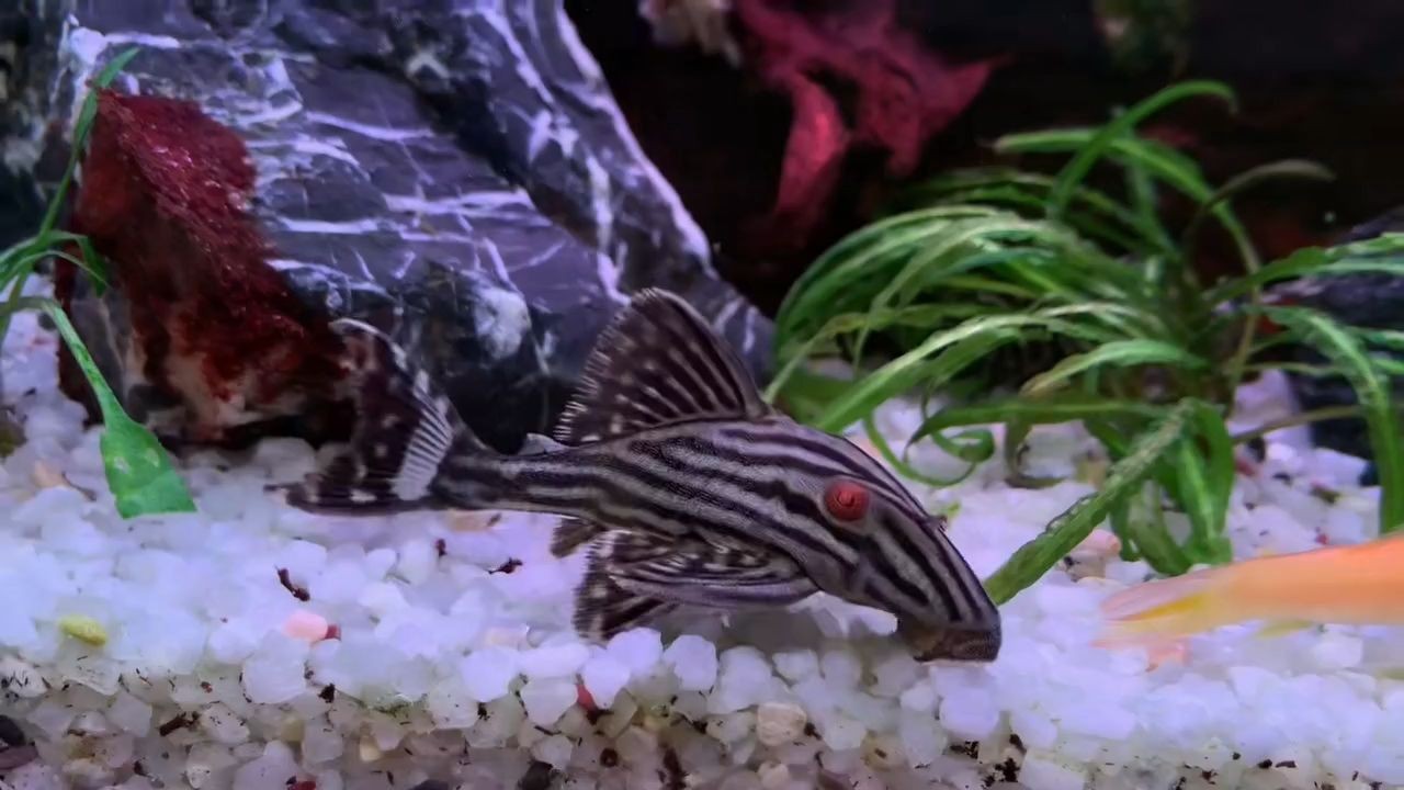小的綠皮皇冠豹：小綠皮皇冠豹 小的綠皮皇冠豹：小綠皮皇冠豹 綠皮皇冠豹魚