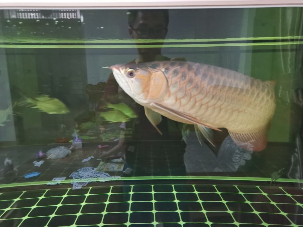 蘭州魚缸訂做店地址電話查詢（蘭州制作魚缸在什么地方電話）