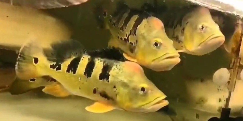 [2025]金老虎魚：金老虎魚是金魚家族中的一員，以其鮮艷的色彩和獨(dú)特的體態(tài)著稱