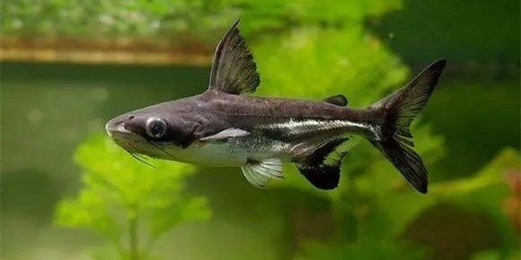 詳細閱讀:大白鯊魚:《大白鯊魚》影評 大白鯊魚:《大白鯊魚》影評
