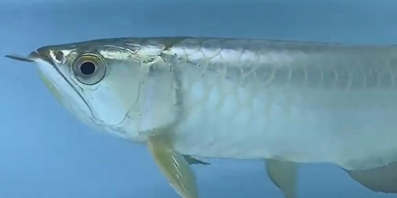 高等級白條過背金龍魚：高等級白條過背金龍魚不僅外觀美觀還有良好的飼養條件要求