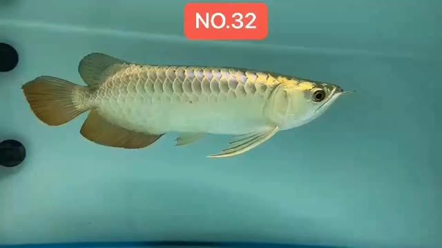 高端藍(lán)底過(guò)背金龍魚藍(lán)珀金龍系列20250831，20250831高端藍(lán)底過(guò)背金龍魚藍(lán)珀金龍系列20250831，2025年新品發(fā)布，高端藍(lán)底過(guò)背金龍魚藍(lán)珀金龍系列特展