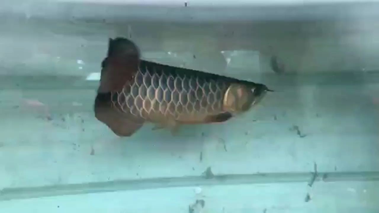 祥龍高端藍底過背金龍魚：祥龍高端藍底過背金龍魚產品 祥龍高端藍底過背金龍魚：祥龍高端藍底過背金龍魚產品 藍底過背金龍魚