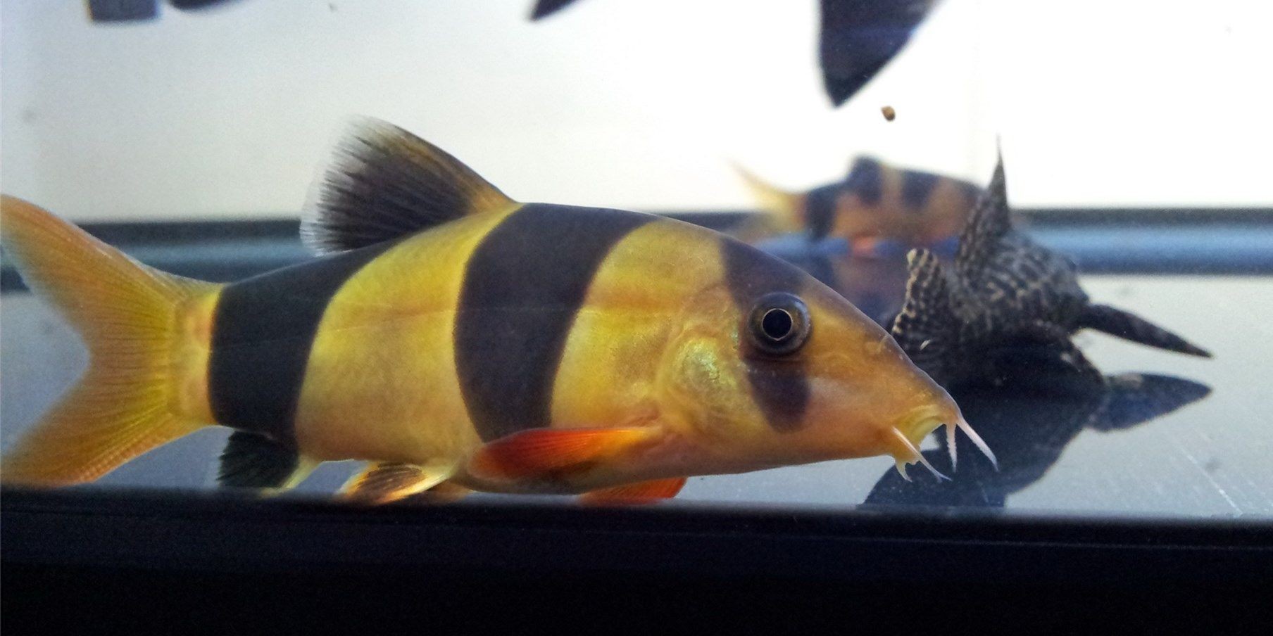 三間鼠魚：三間鼠魚是一種特殊的淡水魚類，因其特殊的生長環境和生活習性 三間鼠魚：三間鼠魚是一種特殊的淡水魚類，因其特殊的生長環境和生活習性 三間鼠魚