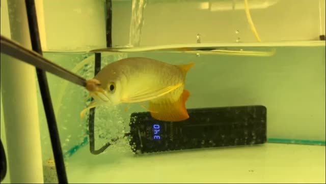 祥龍赫舞紅龍系列2025051016高端品牌璀璨上市