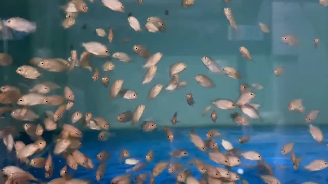 馬拉莫寶石魚苗：馬拉莫寶石魚苗養殖技術 馬拉莫寶石魚苗：馬拉莫寶石魚苗養殖技術 馬拉莫寶石魚