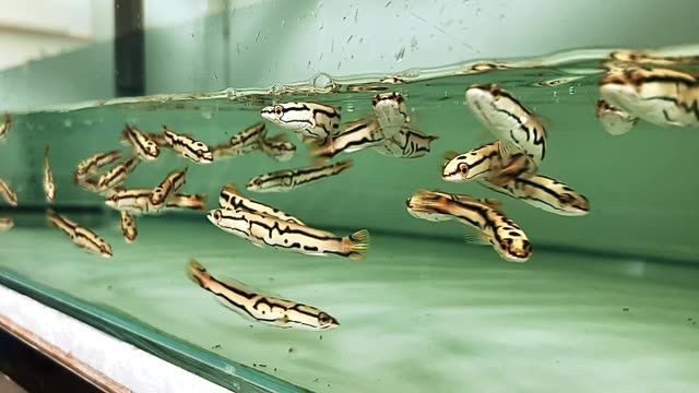 黃金夢幻雷龍魚，黃金夢幻雷龍魚是一種特殊的觀賞魚，黃金夢幻雷龍魚，獨特的觀賞魚品種，黃金夢幻雷龍魚，獨特迷人的觀賞魚品種