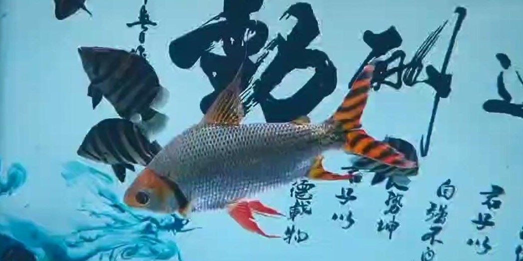 詳細閱讀:直紋飛鳳魚:直紋飛鳳魚學名為pteroisvolutavoluta 直紋飛鳳魚:直紋飛鳳魚學名為pteroisvolutavoluta