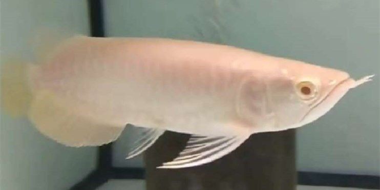 白子金龍魚（祥龍白子金龍魚），白子金龍魚是一種受歡迎的觀賞魚，白子金龍魚，祥龍白子的觀賞之選