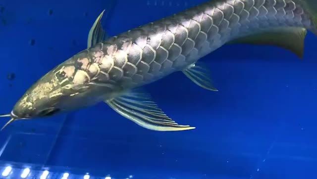 金禾金龍魚后期表現：金禾金龍魚在2025年被祥龍漁場引進并作為高端觀賞魚銷售