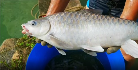 馬來西亞忘不了魚：珍稀美味，水族中的奢侈品 馬來西亞忘不了魚：珍稀美味，水族中的奢侈品 馬來西亞忘不了魚
