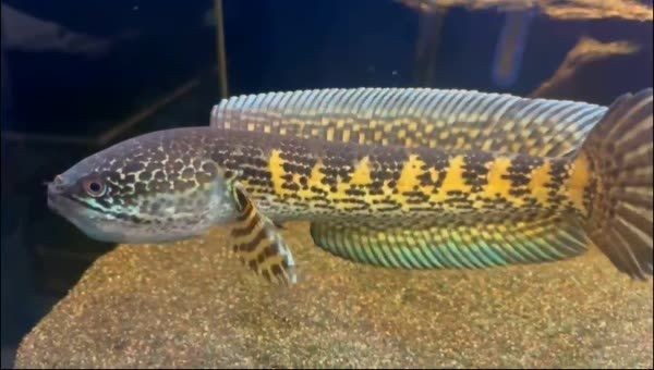 黃金眼鏡蛇雷龍魚：黃金眼鏡蛇雷龍魚成為一種受歡迎的水族寵物 黃金眼鏡蛇雷龍魚：黃金眼鏡蛇雷龍魚成為一種受歡迎的水族寵物 黃金眼鏡蛇雷龍魚