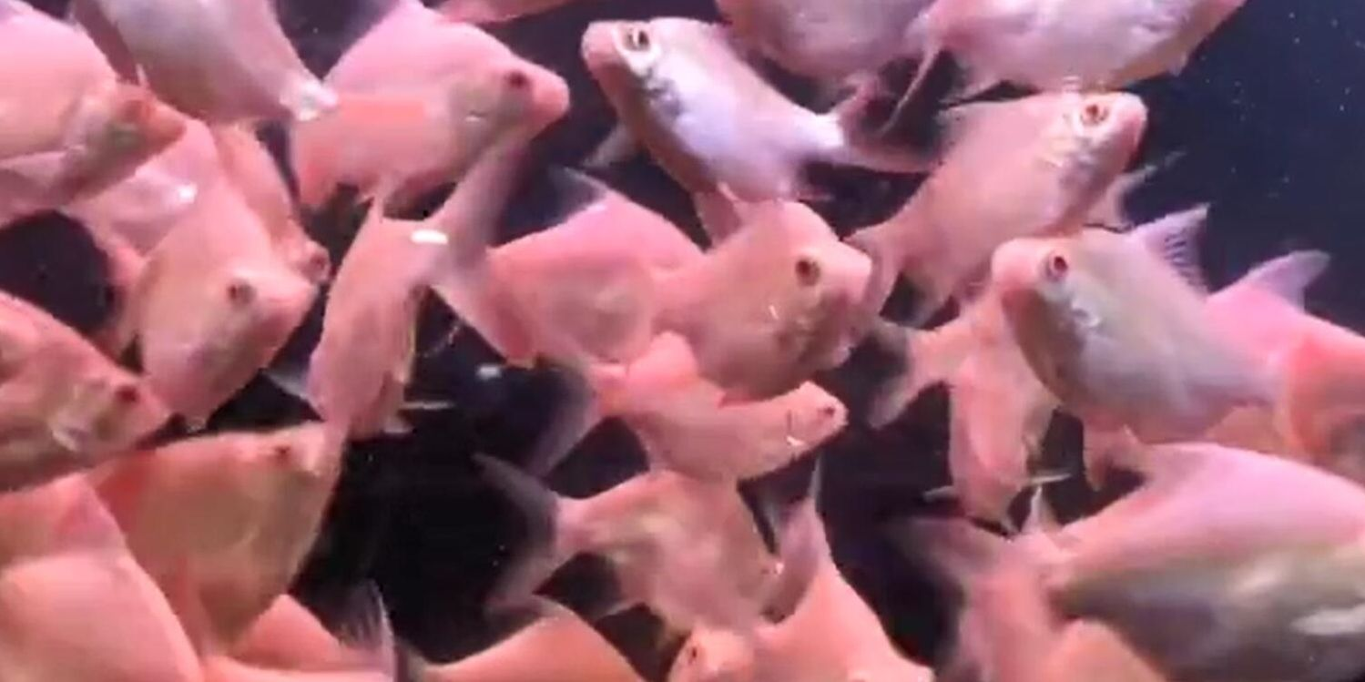 泰國雪鯽：泰國特有的淡水魚種，是泰國特有的淡水魚種，潔白如玉的鱗片鱗片