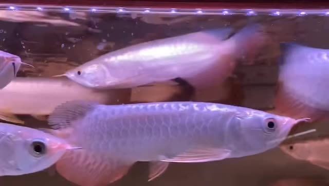 B級過背金龍魚（b過金龍魚）：b級過背金龍魚b過金龍魚 B級過背金龍魚（b過金龍魚）：b級過背金龍魚b過金龍魚 B級過背金龍魚