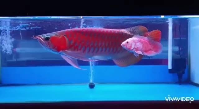 45公分超血紅龍魚：45公分超血紅龍魚飼養(yǎng)45公分超血紅龍魚 45公分超血紅龍魚：45公分超血紅龍魚飼養(yǎng)45公分超血紅龍魚 紅龍魚