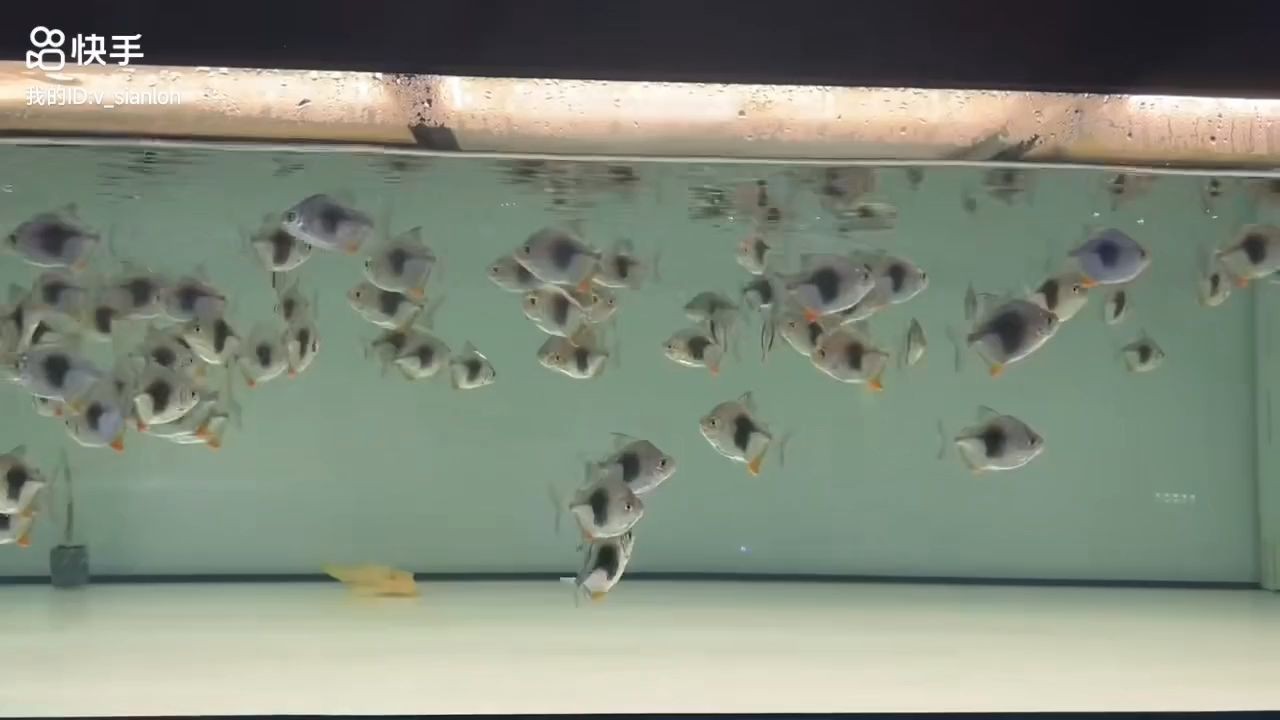 [2025]黑桃A魚苗批發(fā)的季節(jié)：黑桃a魚苗批發(fā)季節(jié)