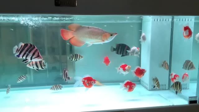 玉鯖金魚和龍魚混養是很漂亮的：玉鯖金魚和龍魚混養
