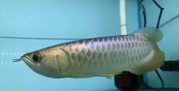 《尊貴且稀有的極品藍底過背金龍魚：養殖、鑒賞與收藏全指南》 《尊貴且稀有的極品藍底過背金龍魚：養殖、鑒賞與收藏全指南》 祥龍魚場高端龍魚