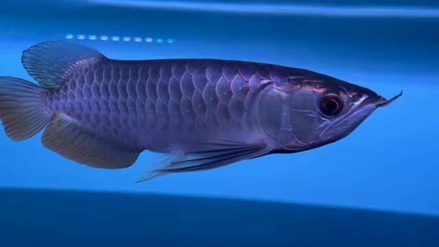 祥龍藍珀藍底過背金龍魚，祥龍藍珀藍底過背金龍魚是一款具有中國傳統特色的裝飾品，傳統裝飾與現代審美的融合，祥龍藍珀金龍魚賞析