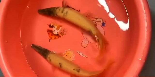 皇家火箭魚(yú)（皇家幽靈火箭魚(yú)）：皇家幽靈火箭魚(yú) 皇家火箭魚(yú)（皇家幽靈火箭魚(yú)）：皇家幽靈火箭魚(yú) 紅眼黃化幽靈火箭魚(yú)|皇家火箭魚(yú)