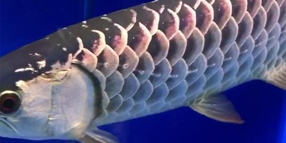 經典古典過背金龍魚：古典古典過背金龍魚