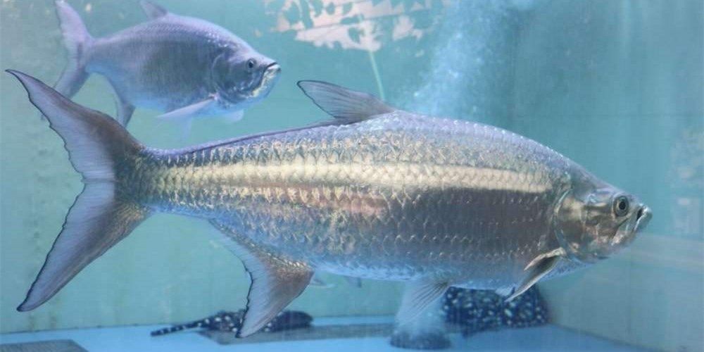 泰龐海蓮魚：泰龐海蓮魚在科學研究中具有一定的價值 泰龐海蓮魚：泰龐海蓮魚在科學研究中具有一定的價值 泰龐海鰱魚