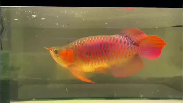 [2025]超血福龍魚：超血福龍魚是一種具有極高觀賞價值和市場價值的觀賞魚，20250719超血福龍魚，極致觀賞與市場價值并存的珍稀水族