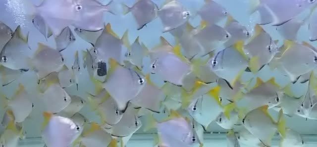 黃鰭鯧魚是哪個國家的國魚？：黃鰭鯧魚是中國的國魚,它是中國的國魚, 黃鰭鯧魚是哪個國家的國魚？：黃鰭鯧魚是中國的國魚,它是中國的國魚, 黃鰭鯧魚