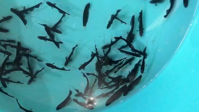 羽毛刀魚苗批發(fā)：如何提高羽毛刀魚魚苗質(zhì)量 羽毛刀魚苗批發(fā)：如何提高羽毛刀魚魚苗質(zhì)量 刀魚魚