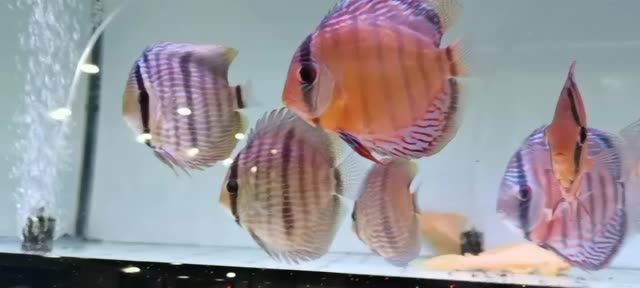 [2025]野彩魚批發，2025.07.19野彩魚批發直供專場