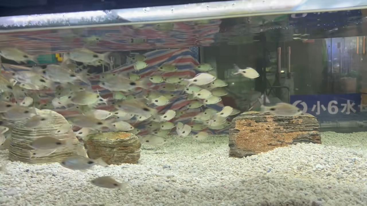 [2025]黑影道人魚：動物圖集：黑影道人魚
