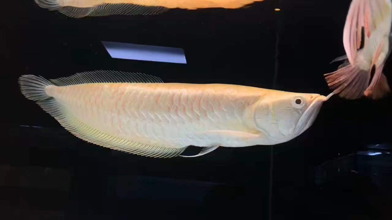 詳細閱讀:白子銀龍55Cm:白子銀龍55cm以其卓越的畫質和出色的性能和出色的性能 白子銀龍55Cm:白子銀龍55cm以其卓越的畫質和出色的性能和出色的性能