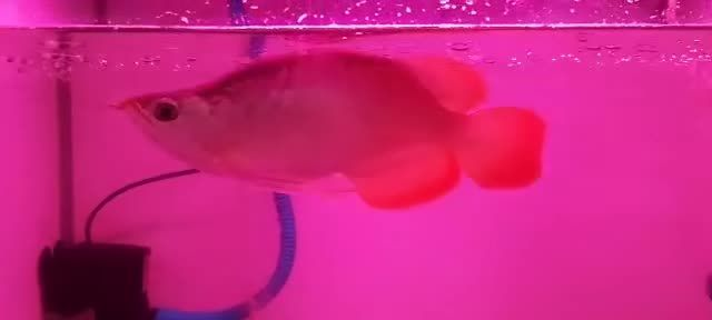 紅龍福龍魚，養紅龍需要注意什么？，養紅龍魚的五大關鍵注意事項