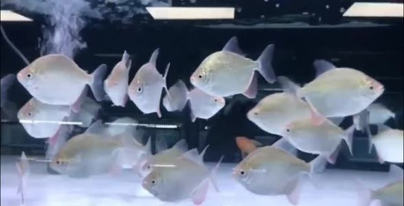 麥肯斯銀版魚：獨特魅力的觀賞魚新星
