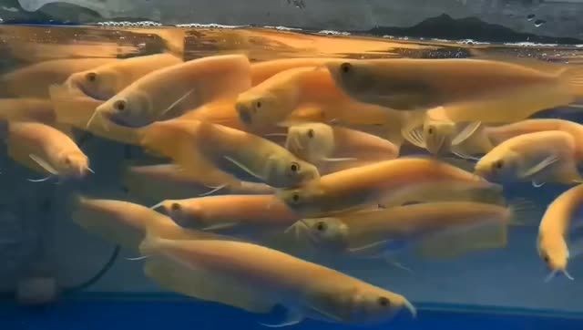 20公分白子銀龍魚，20公分白子銀龍魚養殖品種介紹，20公分白子銀龍魚，品種特點與養殖指南，20公分白子銀龍魚，品種特點與養殖指南