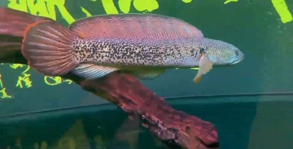 飼料 極品巴卡雷龍魚:水中之龍,賞魚之巔 巴卡雷龍魚 極品巴卡雷龍魚:水中之龍,賞魚之巔 極品巴卡雷龍魚:水中之龍,賞魚之巔 巴卡雷龍魚