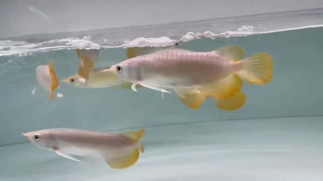 個個精品印尼紅龍魚苗：印尼紅龍魚苗 個個精品印尼紅龍魚苗：印尼紅龍魚苗 印尼小紅龍