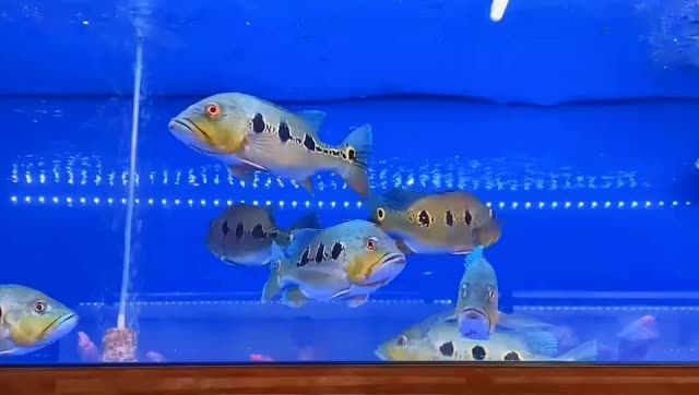 野生眼斑魚：野生眼斑魚是一類生活在河流和湖泊中的小型底棲動物 野生眼斑魚：野生眼斑魚是一類生活在河流和湖泊中的小型底棲動物 眼斑魚