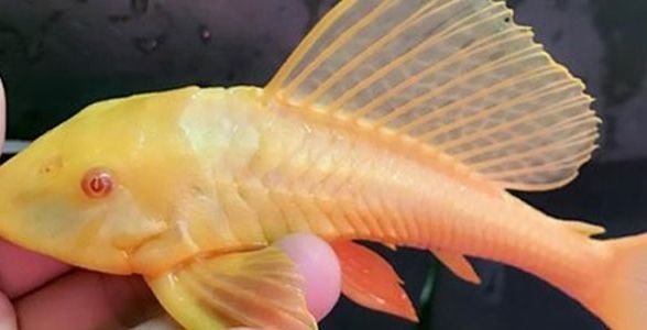 女王大帆魚：優雅水中的皇后，引領水族新風尚 女王大帆魚：優雅水中的皇后，引領水族新風尚 女王大帆魚