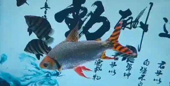 飼料 飛鳳魚:熱帶魚中的優雅舞者,水族箱中的璀璨明星 飛鳳魚 飛鳳魚:熱帶魚中的優雅舞者,水族箱中的璀璨明星 飛鳳魚:熱帶魚中的優雅舞者,水族箱中的璀璨明星 飛鳳魚