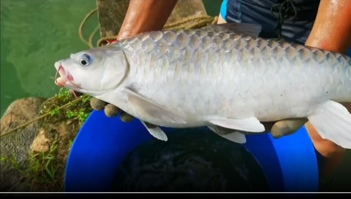 [2025]馬來西亞忘不了魚（勿忘我觀賞魚），馬來西亞忘不了魚，馬來西亞忘不了魚，珍稀觀賞魚的獨(dú)特魅力