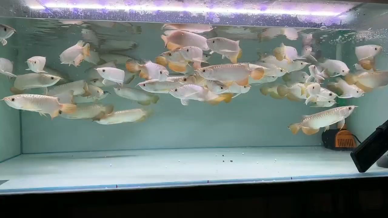 便宜好貨金龍魚檔口現(xiàn)貨批發(fā)：金龍魚檔口現(xiàn)貨批發(fā) 便宜好貨金龍魚檔口現(xiàn)貨批發(fā)：金龍魚檔口現(xiàn)貨批發(fā) 金龍魚